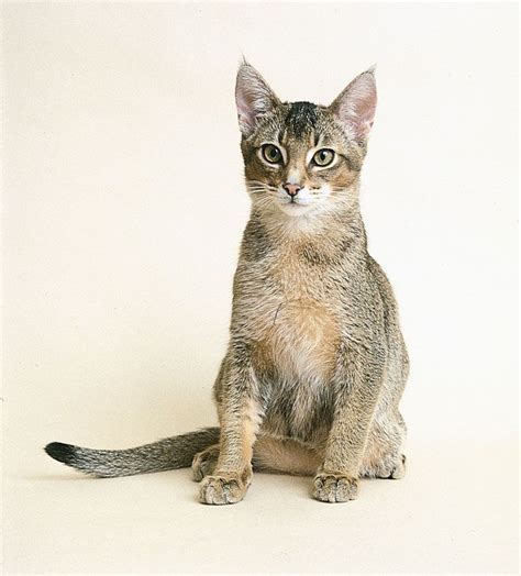 Abyssinian | Short-haired, Intelligent, Playful | Britannica