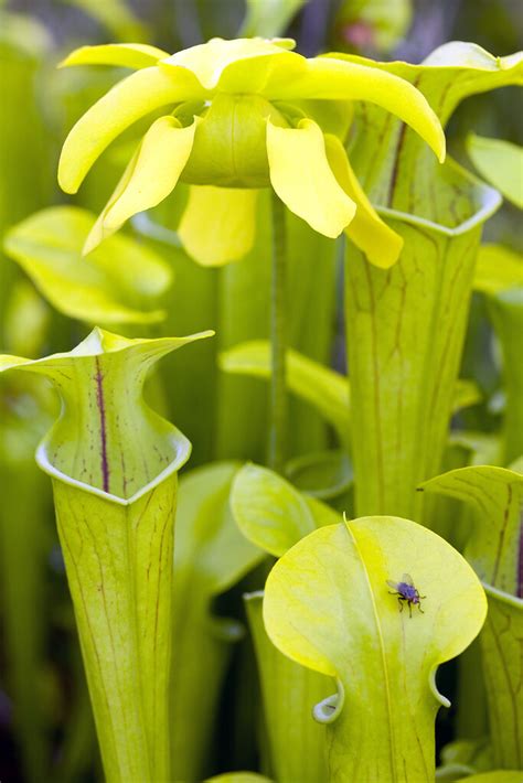 Sarracenia oreophila, Green Pitcher Plant in habitat, IUCN… | Flickr