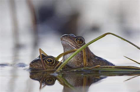 Common Frogs Mating Photograph by Duncan Shaw