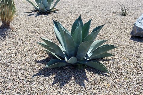 Agave Blue Flame: Everything You Need to Know - GFL Outdoors