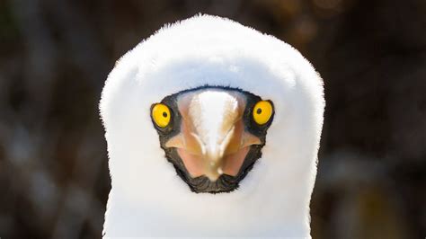 Galapagos Islands wildlife: See photos of unusual animals