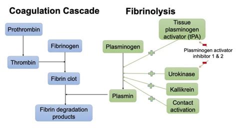 Coagulation Pathway - OpenAnesthesia