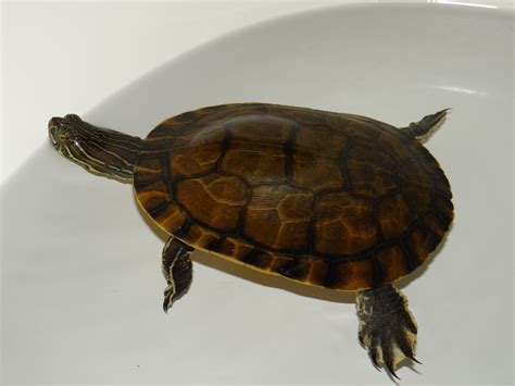 Chicken Turtle - Deirochelys reticularia | Brad Glorioso’s Personal Website Amphibians and ...