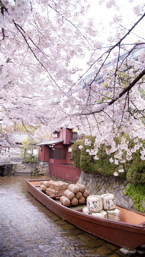 Sakura Phone Wallpapers - Top Những Hình Ảnh Đẹp