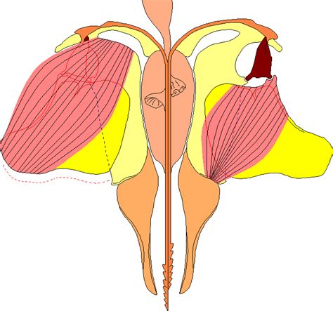 The structure of the Honey Bee's Sting