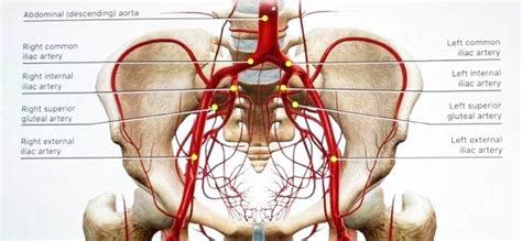 SACRUM ANATOMY