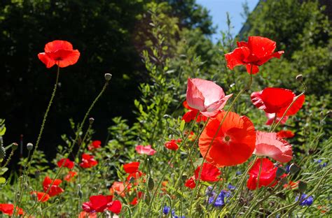 Poppies: Hard, Easy, and Too-Easy-to-Grow Types