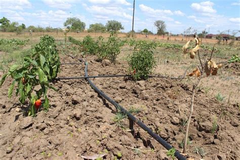 Newly Empowered Farmers Ruined by South Africa's Drought