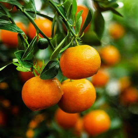 Citrus Trees from $49.99 - Grow Organic