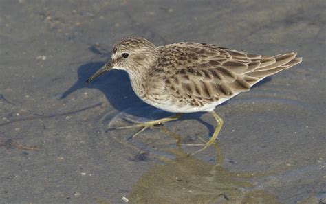 Least Sandpiper | San Diego Bird Spot