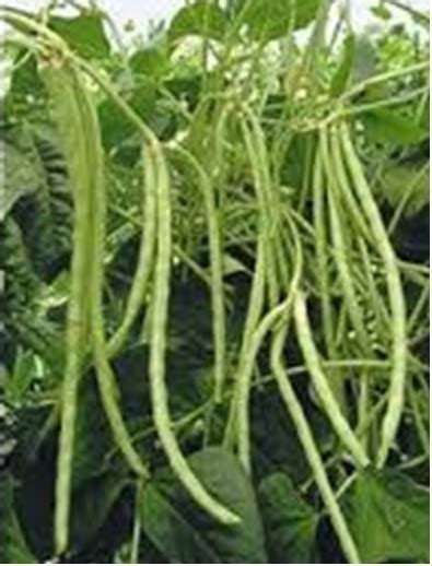 Cowpea Seeds at best price in Agra by Seedmart Agribiotech Pvt. Ltd. | ID: 18878809055