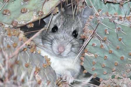 Desert Wild | Packrat Facts | When Your Neighbor Is A Rat