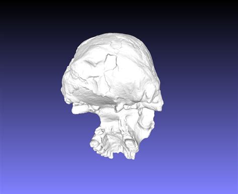 Homo Habilis, handy Man Ancient Hominid Skull Museum Quality High Resolution STL // Fossil ...