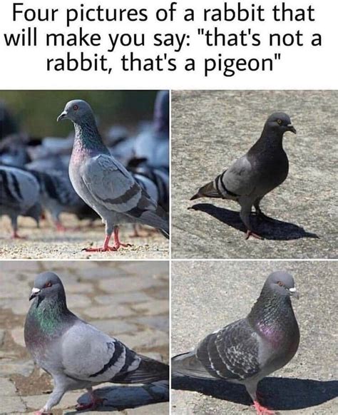 The Best 18 Pigeon Meme - hornbillconzpics