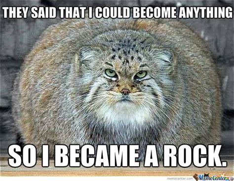 Best Fat Cat Memes - Funny Fat Cat Pictures with Quotes