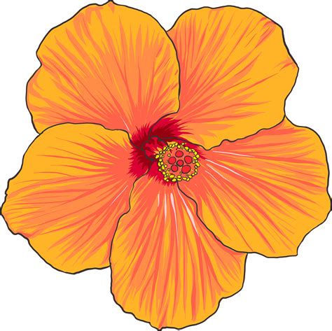 Botanical drawing with hibiscus flower. 19859223 PNG