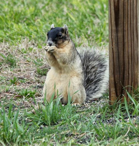 Parker's Barkers: Florida's Endangered Sherman Fox Squirrel