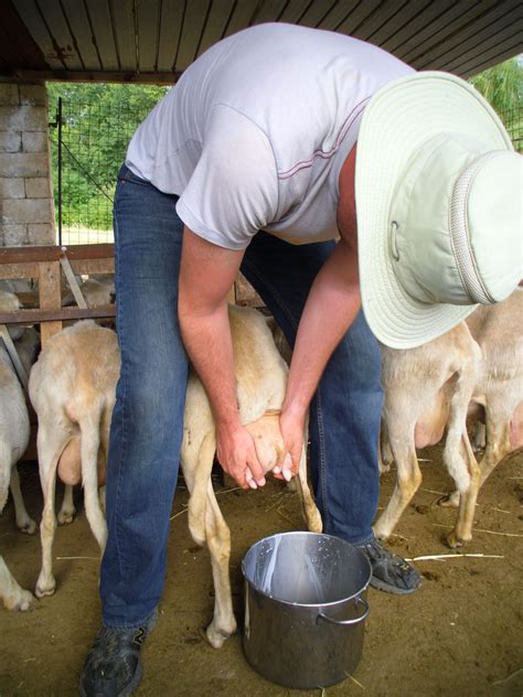 sheep milking how to milk a sheep where to put your hands | Sheep, Sheep cheese, Goat kidding