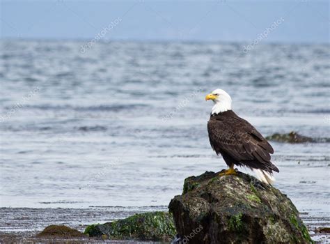 Bald Eagle perched on rock — Stock Photo © nbiebach #10545289