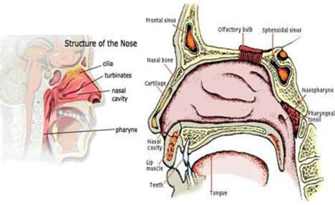 Structure Of Nasal Cavity Download Scientific Diagram | atelier-yuwa ...