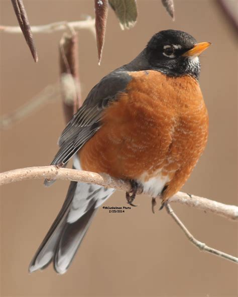 American Robin Migration: March 18, 2014