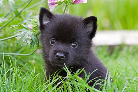 Schipperke Dog Breed - Pictures, Information, Temperament ...