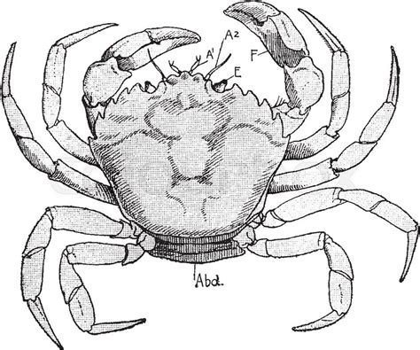 Crab Line Drawing at GetDrawings | Free download