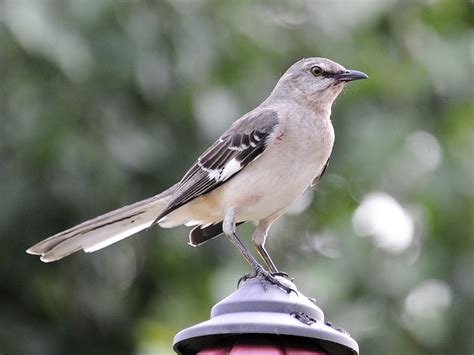 Florida considers switching its state bird from the mockingbird : NPR