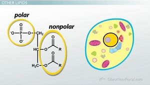 Describe The Chemical Makeup Of Lipids | Saubhaya Makeup