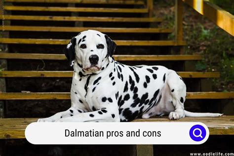 Dalmatian Pros And Cons (Read BEFORE You Buy) - Oodle Life