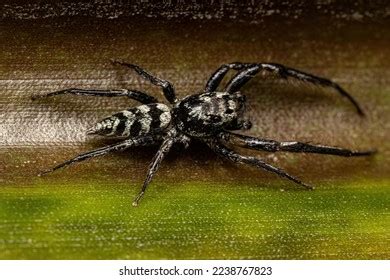 3,100 Araneomorphae Spiders Images, Stock Photos & Vectors | Shutterstock