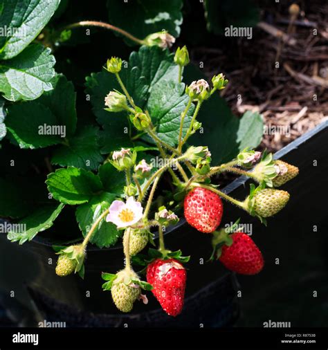 Parts of a strawberry plant (genus Fragaria) with several flowers and ...