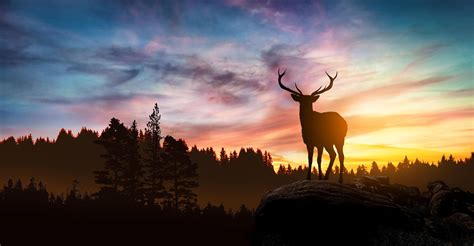 Sunset Deer Wallpapers - Wallpaper Cave