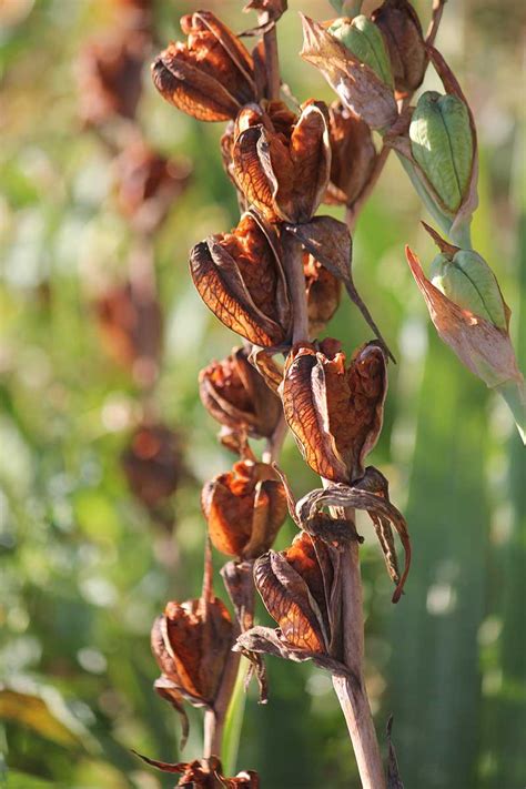 How to Plant and Grow Gladiolus Flowers | Gardener’s Path