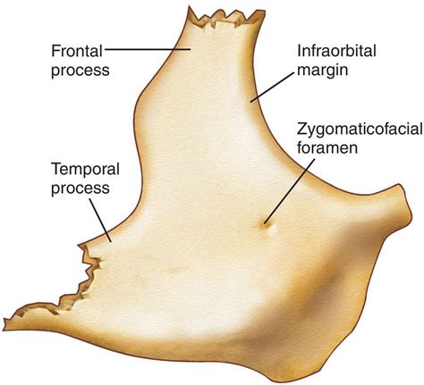 Zygomatic Bone : Temporal Process | Anatomy, Anatomy and physiology ...