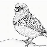 Quail Coloring Pages  Free & Printable sketch template