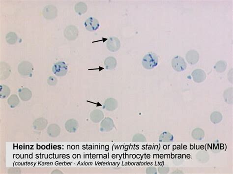 Heinz bodies: blood smear in Cows (Bovis) | Vetlexicon