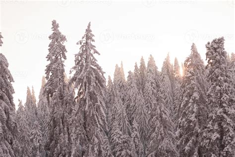 pine tree forest background covered with fresh snow 11295969 Stock ...