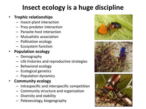 PPT - Insect Ecology PowerPoint Presentation - ID:2087805