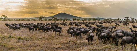 5 Days Serengeti Migration Safari | Serengeti N.P | Explore Tanzania Tours