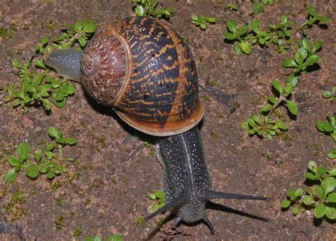 What Do Snails Eat - Definitive Guide • Animals Diet