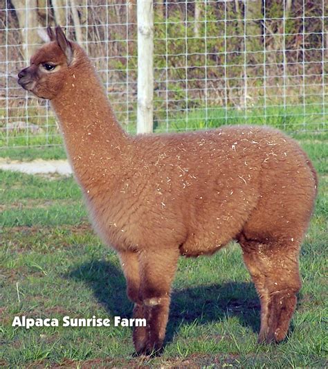 HUACAYA ALPACA. Alpaca Sunrise Farm is a full-service Alpaca farm since ...