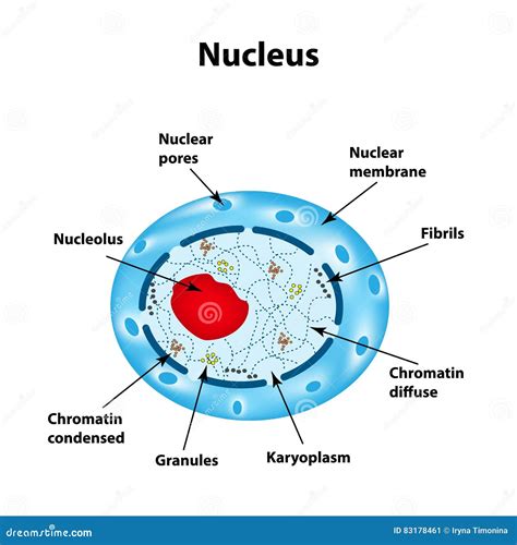 The Structure of the Human Cell Nucleus. Infographics Stock Vector - Illustration of lysozome ...