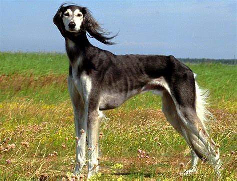 Saluki dog in the field photo and wallpaper. Beautiful Saluki dog in the field pictures