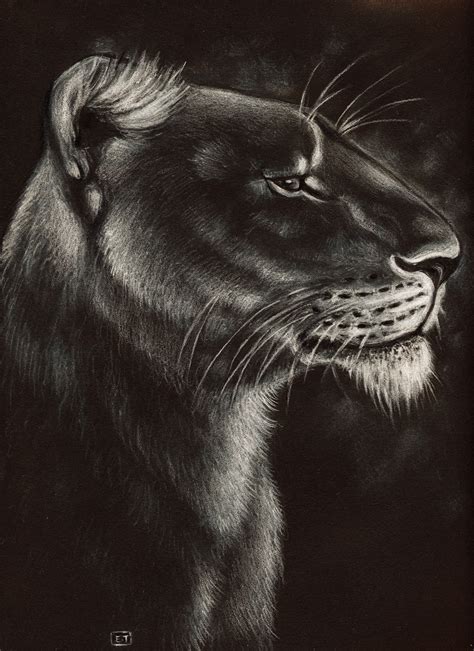 Lioness Drawing at GetDrawings | Free download