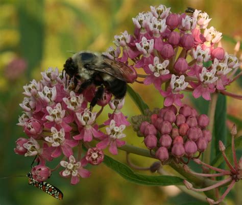 Swamp Milkweed - July 2017 Wildflower of the Month - John Clayton