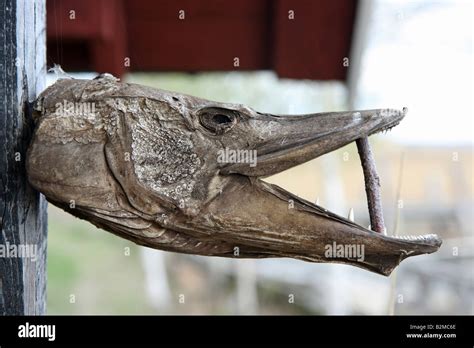 Cabeza seca de una pica en una pared, como un trofeo Fotografía de stock - Alamy