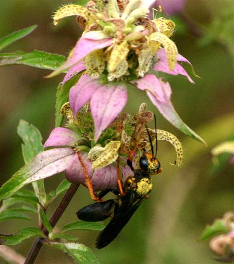 Monarda punctata – Rachels Native Plants