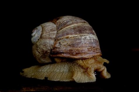 Premium Photo | Edible snail helix pomatia