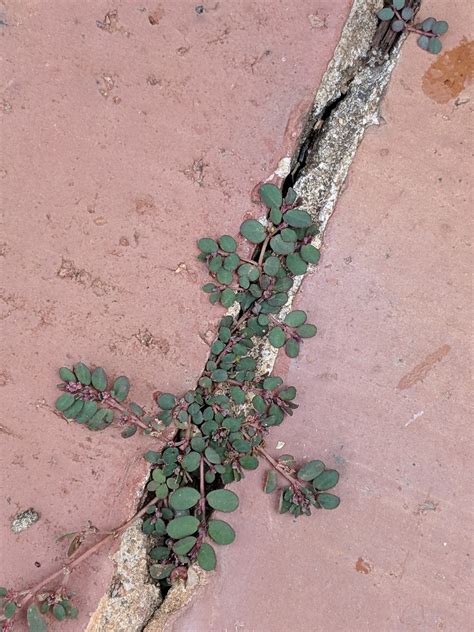 Flora of Zimbabwe: Species information: individual images: Euphorbia prostrata